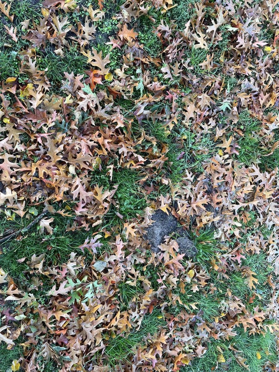 Oak leaves in rust and gold blanketing a green lawn